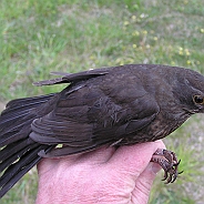 Common Blackbird